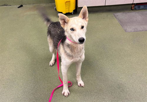 picture of the dog needing adoption