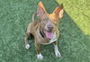 adoptable Dog in  named JACKO
