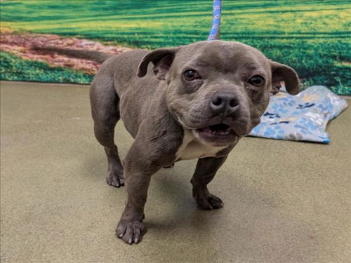picture of the dog needing adoption