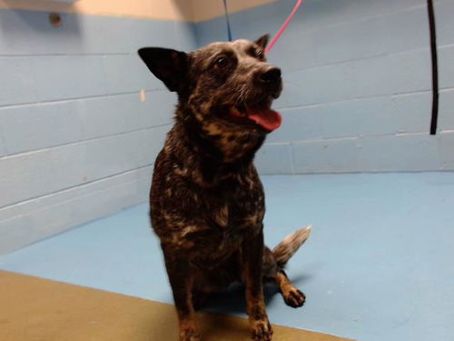 picture of the dog needing adoption