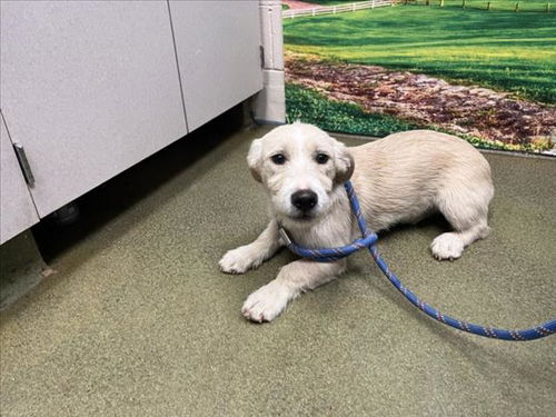 picture of the dog needing adoption