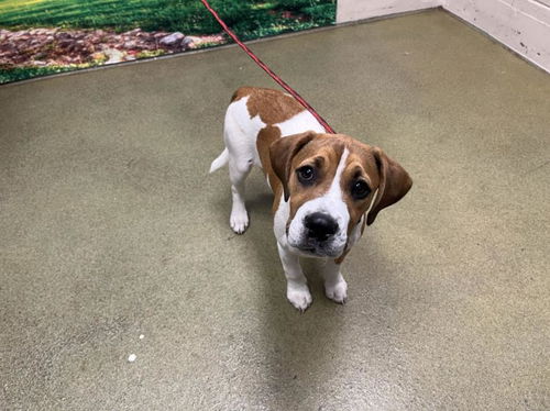 picture of the dog needing adoption