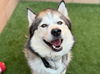 adoptable Dog in  named AMAROK