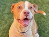 adoptable Dog in Moreno Valley, CA named BUTCH