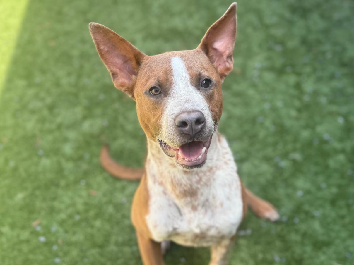 adoptable Dog in Moreno Valley, CA named SPECKLES