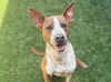 adoptable Dog in  named SPECKLES