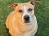 adoptable Dog in Moreno Valley, CA named TWILA