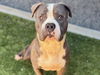 adoptable Dog in Moreno Valley, CA named VICTORY