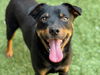 adoptable Dog in Moreno Valley, CA named SPARTAN