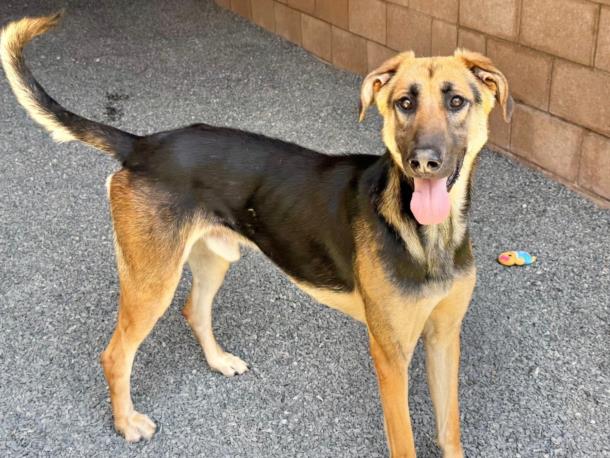 adoptable Dog in Moreno Valley, CA named DONOVAN