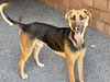 adoptable Dog in Moreno Valley, CA named DONOVAN