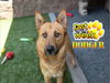 adoptable Dog in  named DODGER
