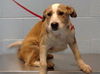 adoptable Dog in  named LISA