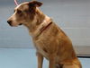 adoptable Dog in  named MALINDA