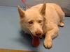 adoptable Dog in  named LENA
