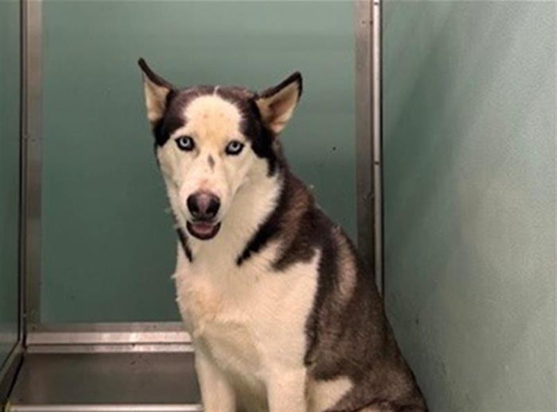 adoptable Dog in Moreno Valley, CA named SKYWALKER