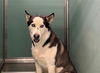 adoptable Dog in  named SKYWALKER