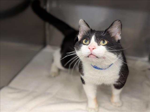 adoptable Cat in Moreno Valley, CA named A543758