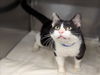 adoptable Cat in moreno valley, CA named A543758