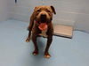 adoptable Dog in moreno valley, CA named A543756