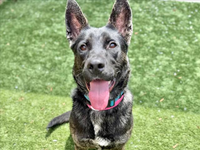 adoptable Dog in Moreno Valley, CA named LILLY