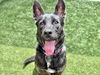 adoptable Dog in  named LILLY