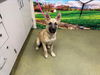 adoptable Dog in moreno valley, CA named A543887