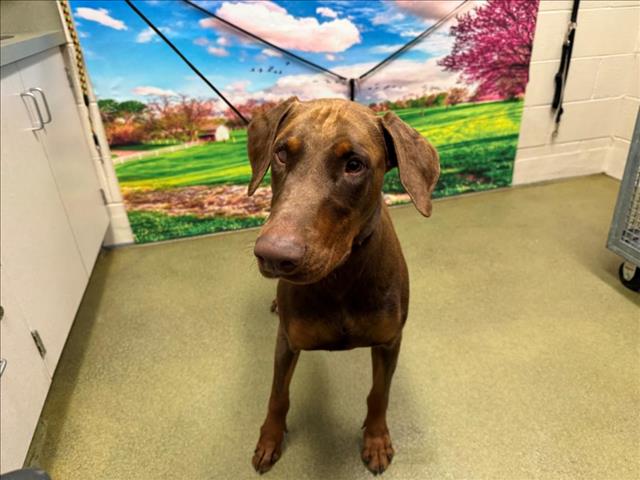 adoptable Dog in Moreno Valley, CA named TAVERN