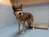 adoptable Dog in moreno valley, CA named A543907