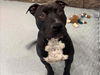 adoptable Dog in  named A544006
