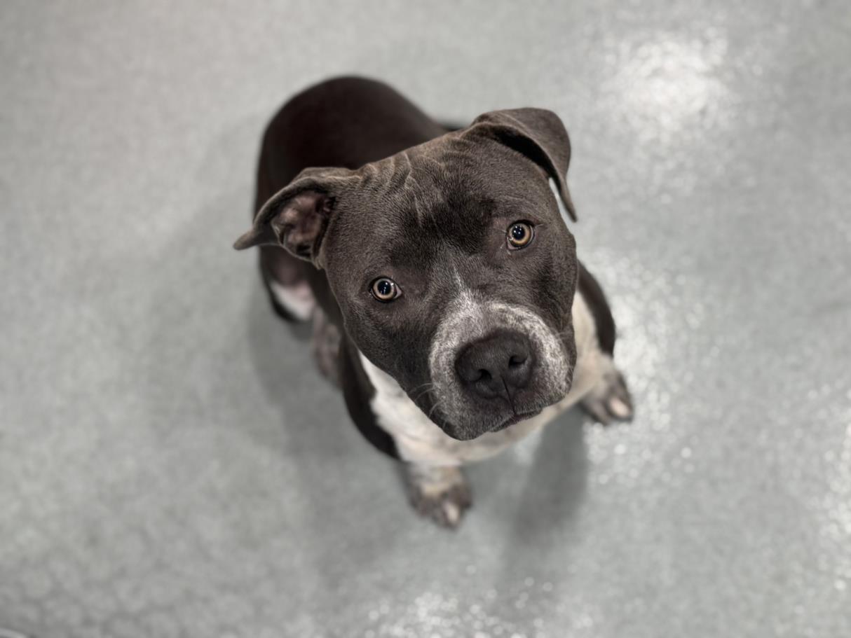 adoptable Dog in Moreno Valley, CA named A544007