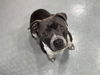 adoptable Dog in  named A544007