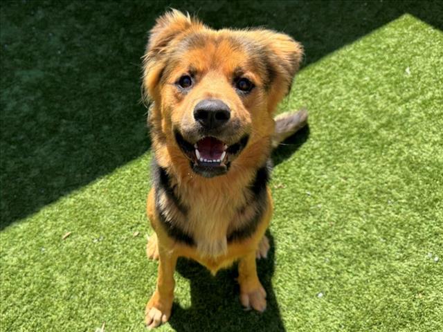 adoptable Dog in Moreno Valley, CA named A544025
