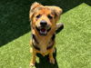 adoptable Dog in moreno valley, CA named A544025