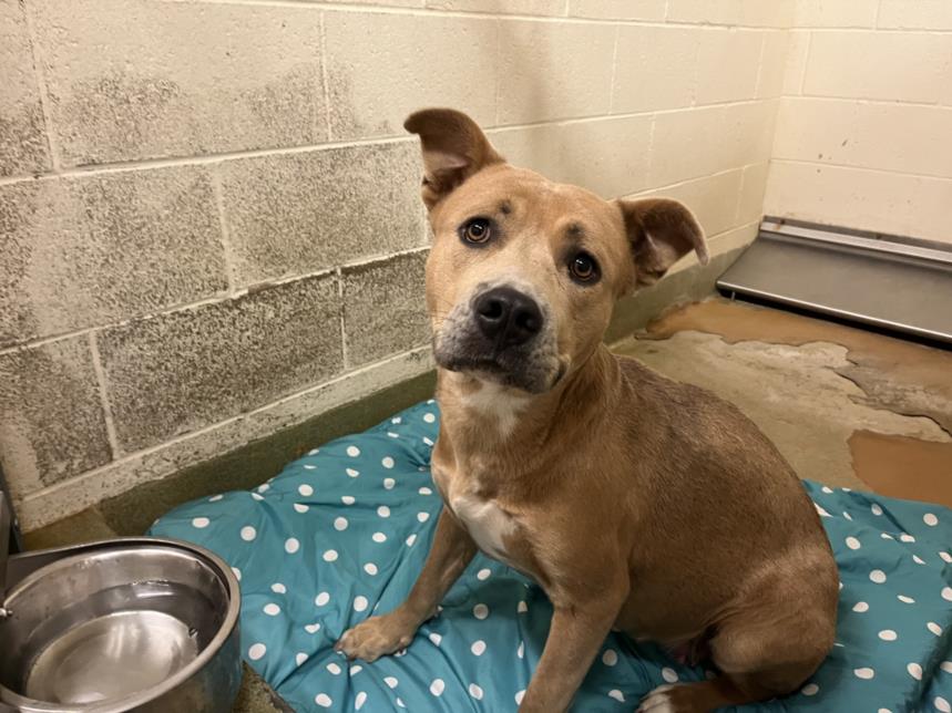 adoptable Dog in Moreno Valley, CA named A544041