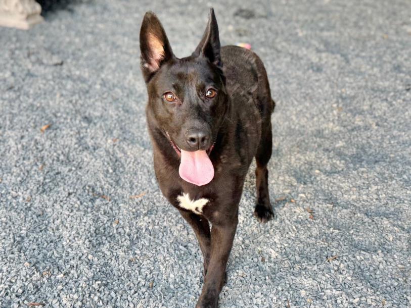 adoptable Dog in Moreno Valley, CA named EBBY