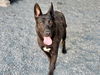 adoptable Dog in Moreno Valley, CA named EBBY