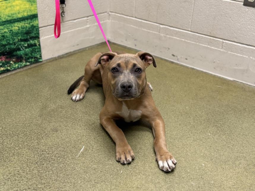 adoptable Dog in Moreno Valley, CA named A544054