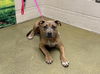 adoptable Dog in moreno valley, CA named A544054