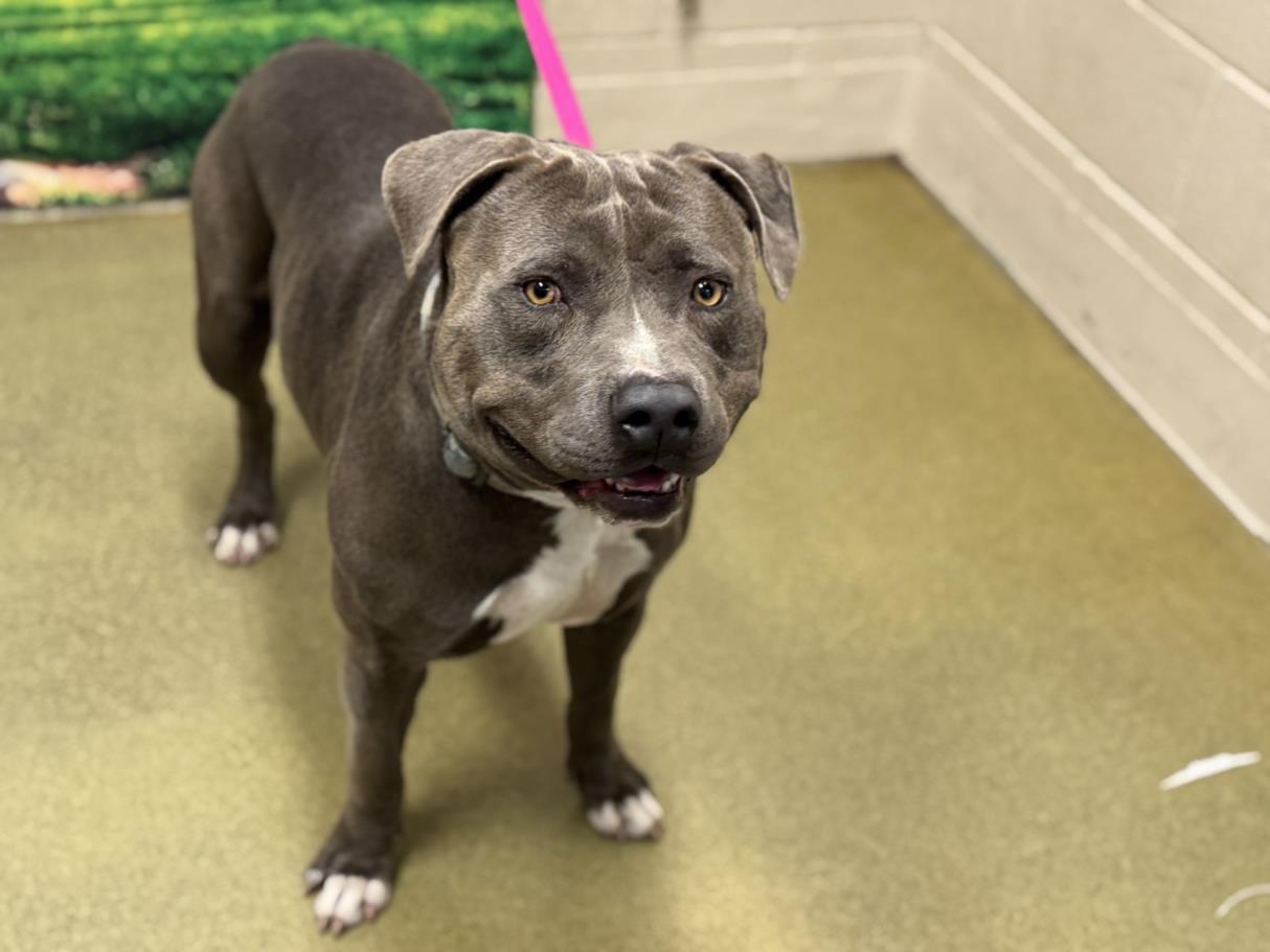 adoptable Dog in Moreno Valley, CA named A544078