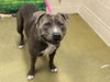 adoptable Dog in moreno valley, CA named A544078