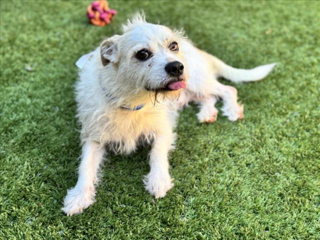 adoptable Dog in Moreno Valley, CA named FRANKIE