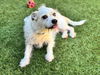 adoptable Dog in  named FRANKIE