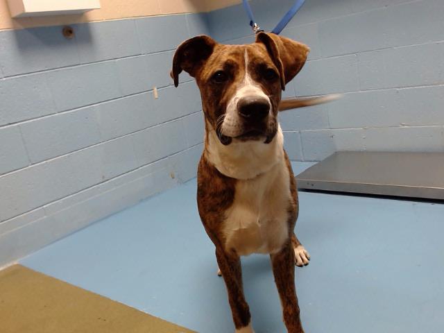 adoptable Dog in Moreno Valley, CA named A544090