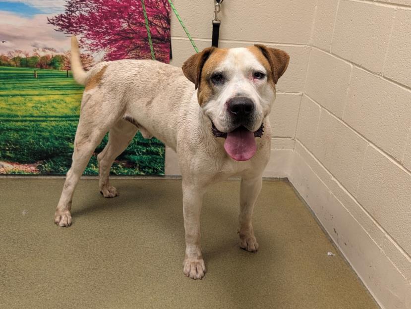 adoptable Dog in Moreno Valley, CA named A544115