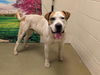 adoptable Dog in  named A544115