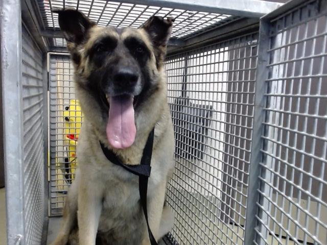 adoptable Dog in Moreno Valley, CA named A544117