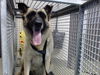adoptable Dog in  named A544117