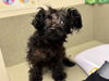 adoptable Dog in  named A544125