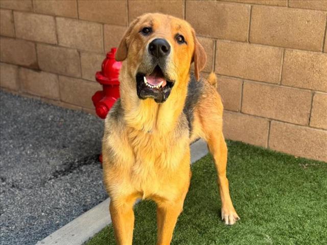 adoptable Dog in Moreno Valley, CA named DOMINGO
